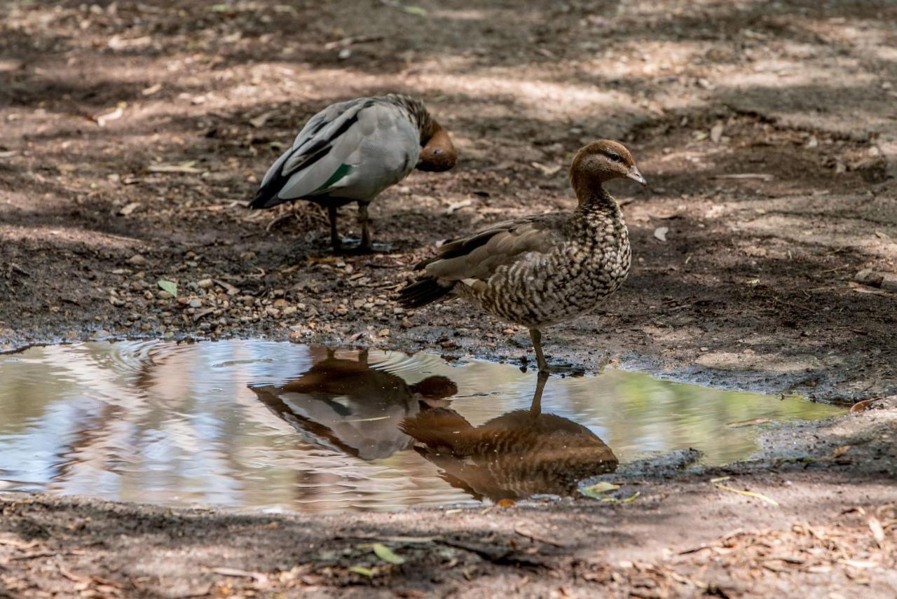 Belair National Park Holiday Park Esterno foto